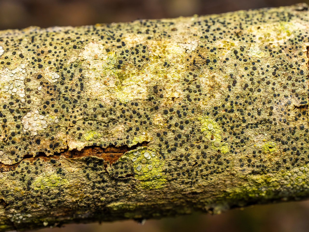 Pyrenula nitida _2025-09-27_1-3