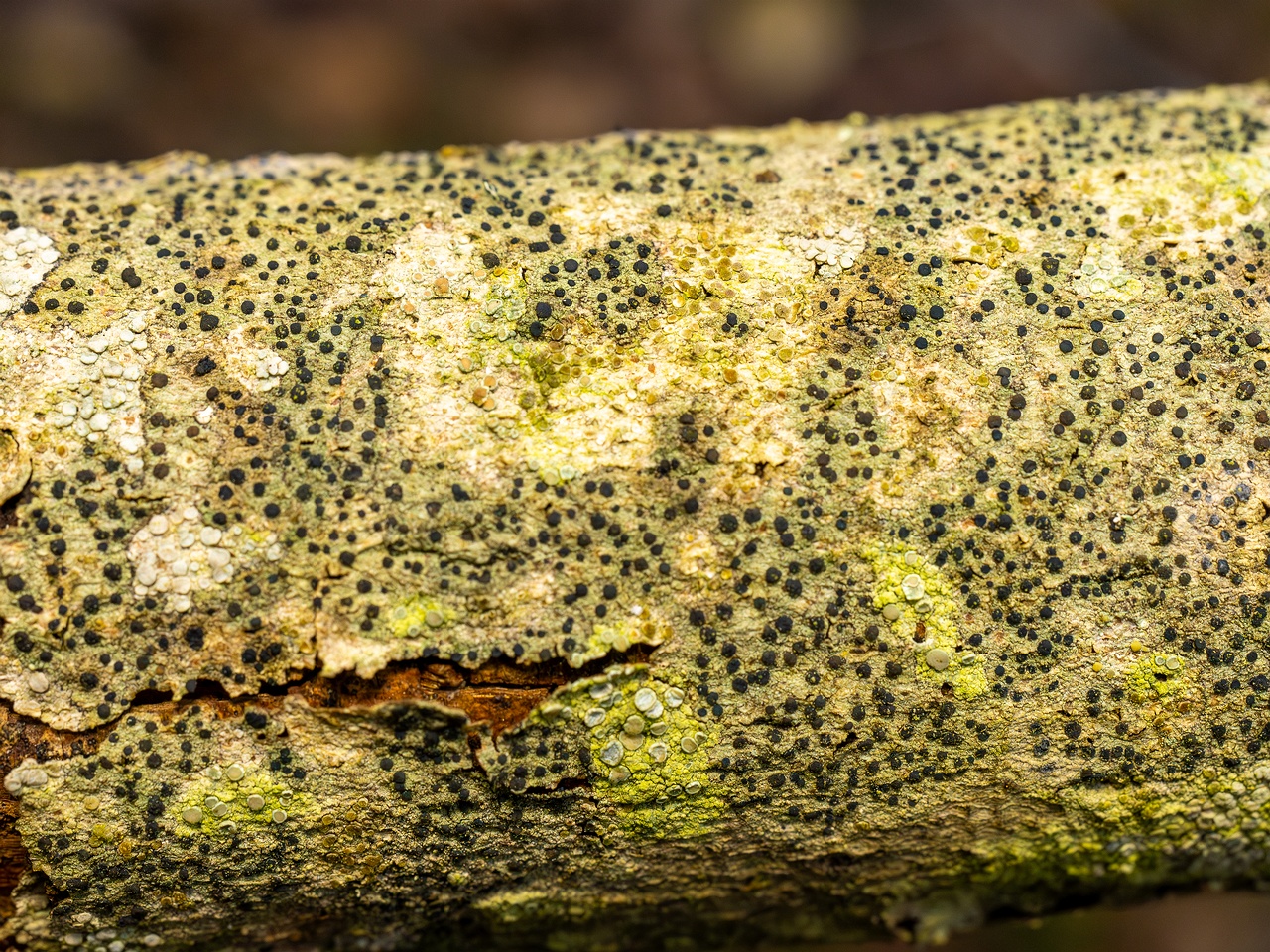 Pyrenula nitida _2025-09-27_1-4
