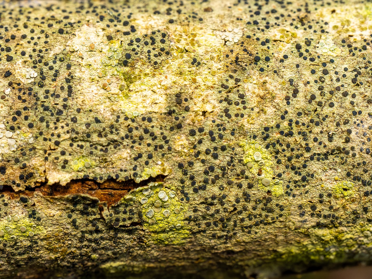 Pyrenula nitida _2025-09-27_1-5