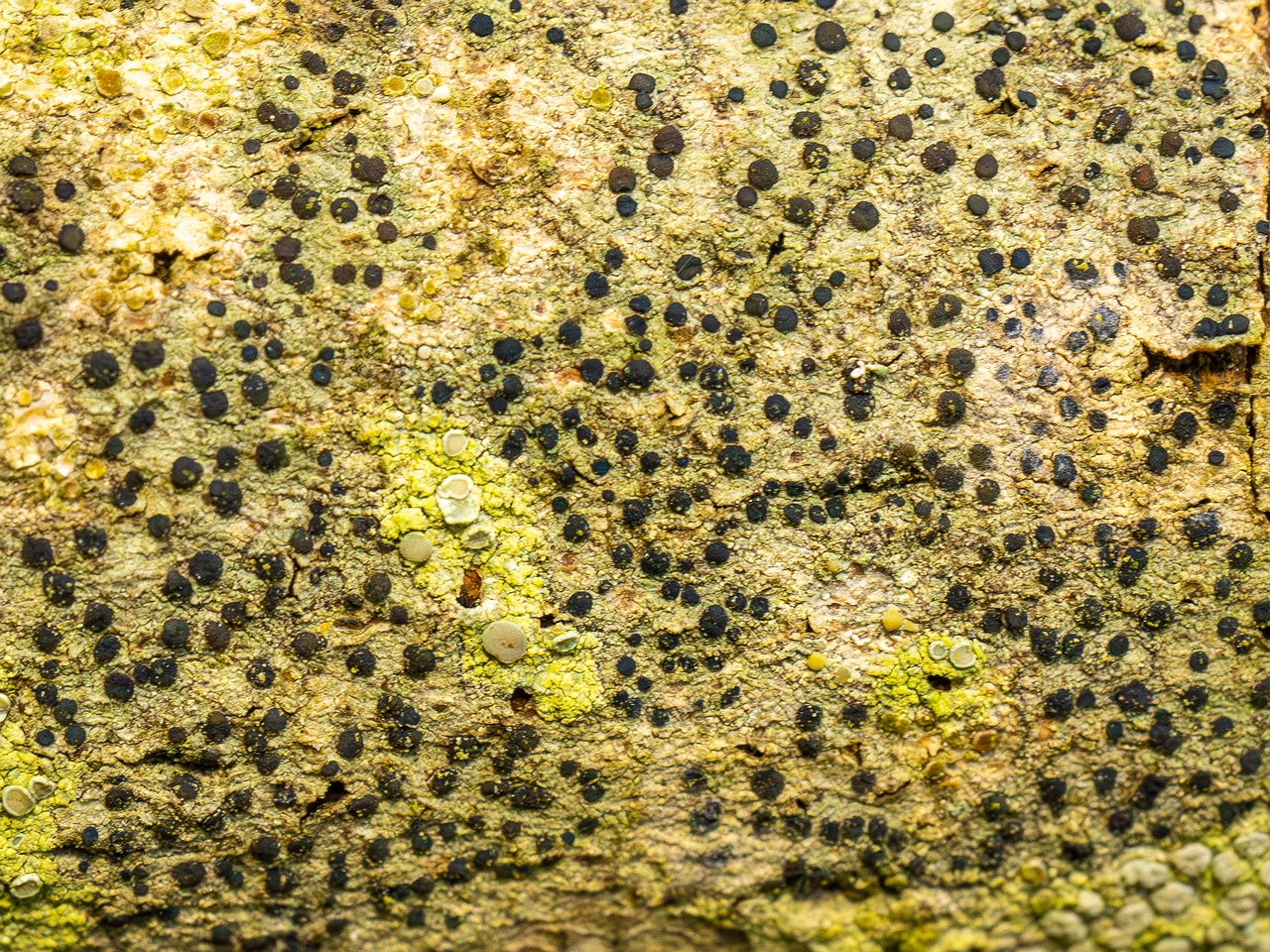Pyrenula nitida _2025-09-27_1-6