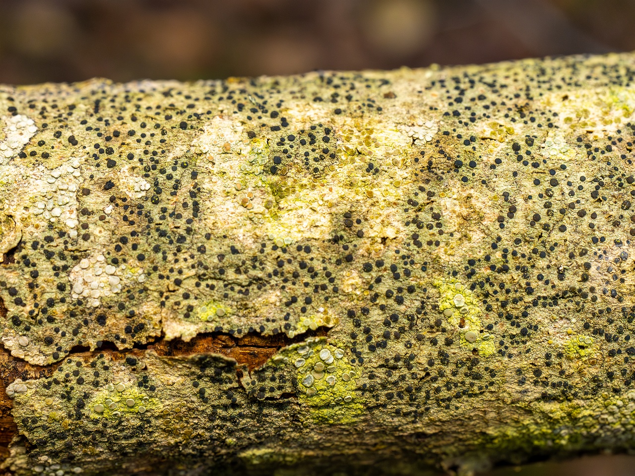 Pyrenula nitida _2025-09-27_1-7