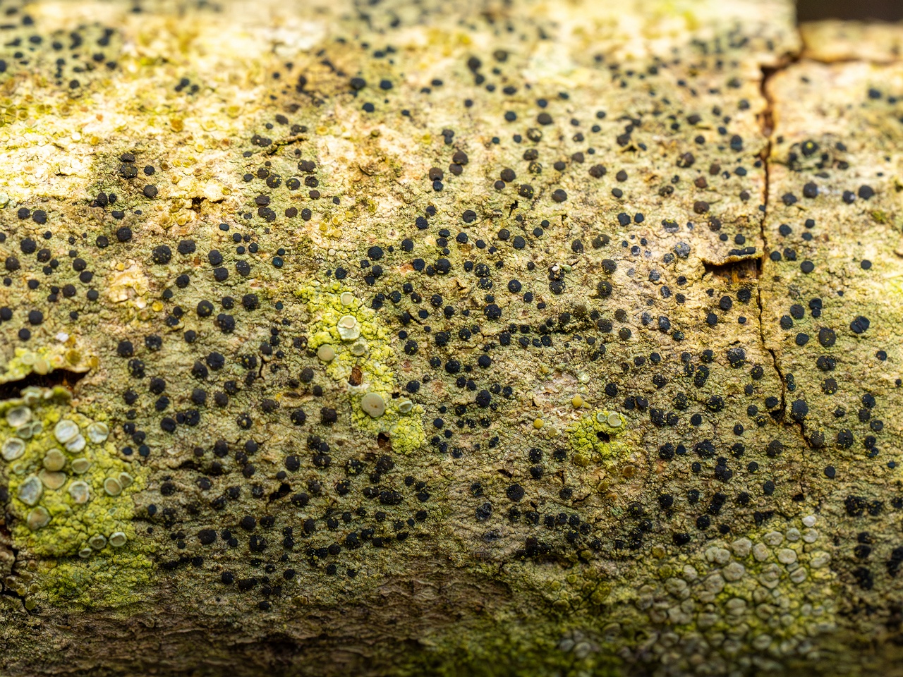 Pyrenula nitida _2025-09-27_1-8