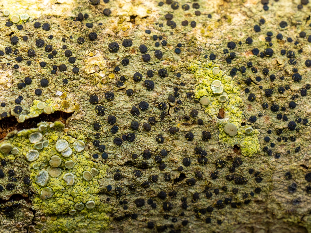 Pyrenula nitida _2025-09-27_1-9