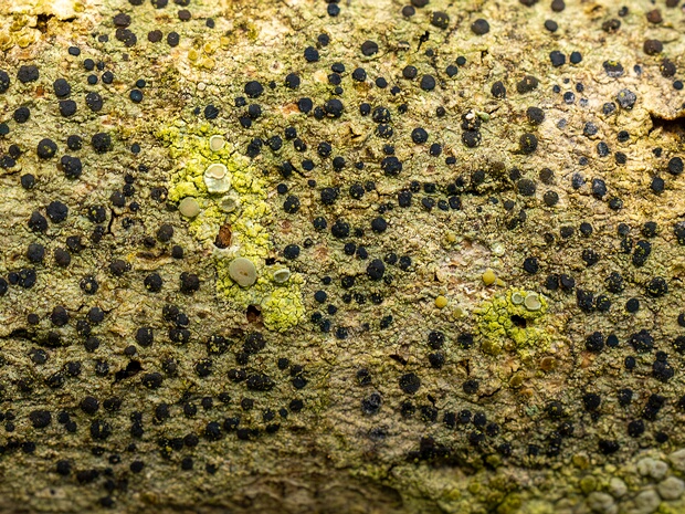 Пиренула нарядная - Pyrenula nitida