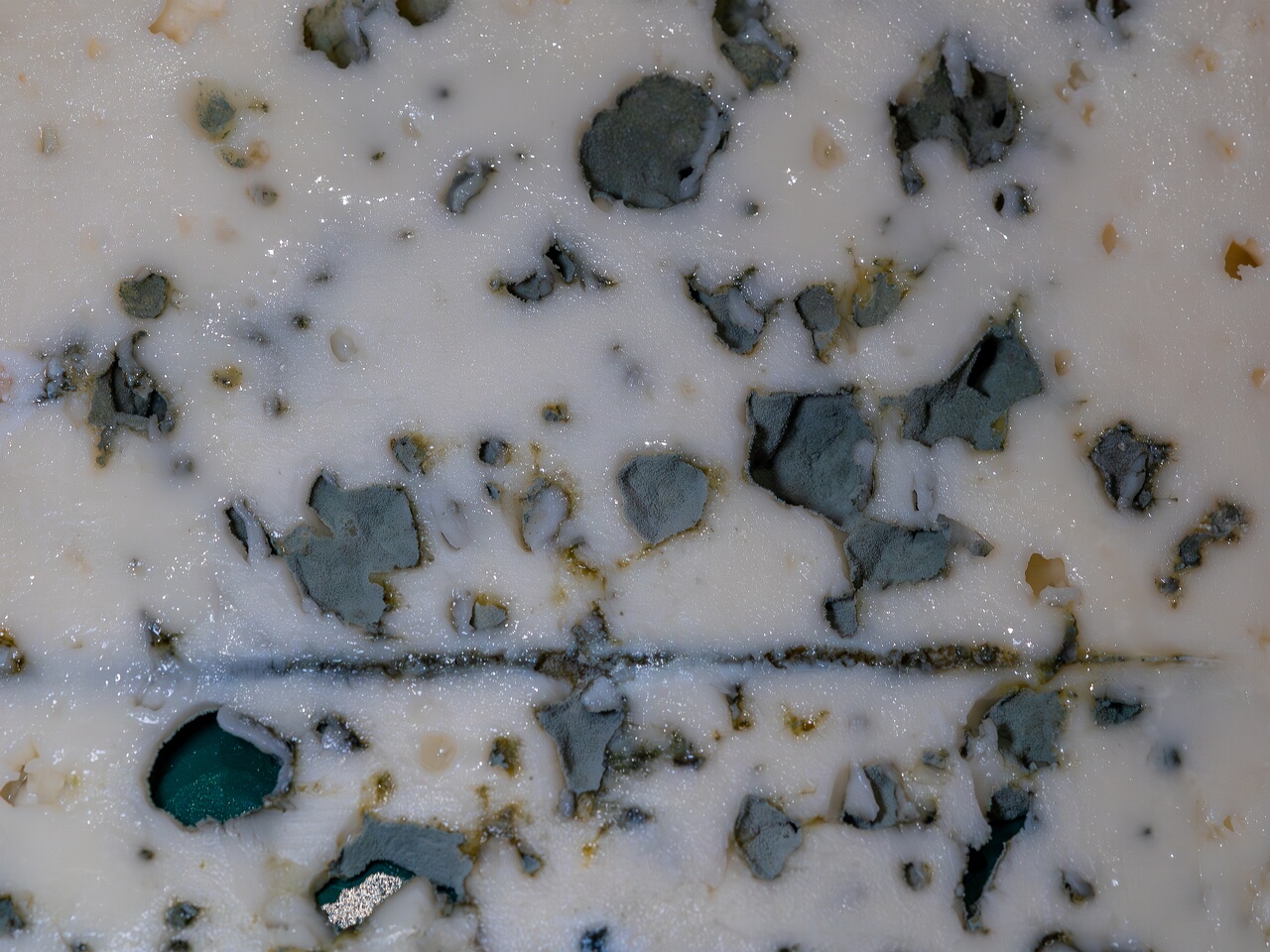 Penicillium roqueforti _2026-08-16_1-1
