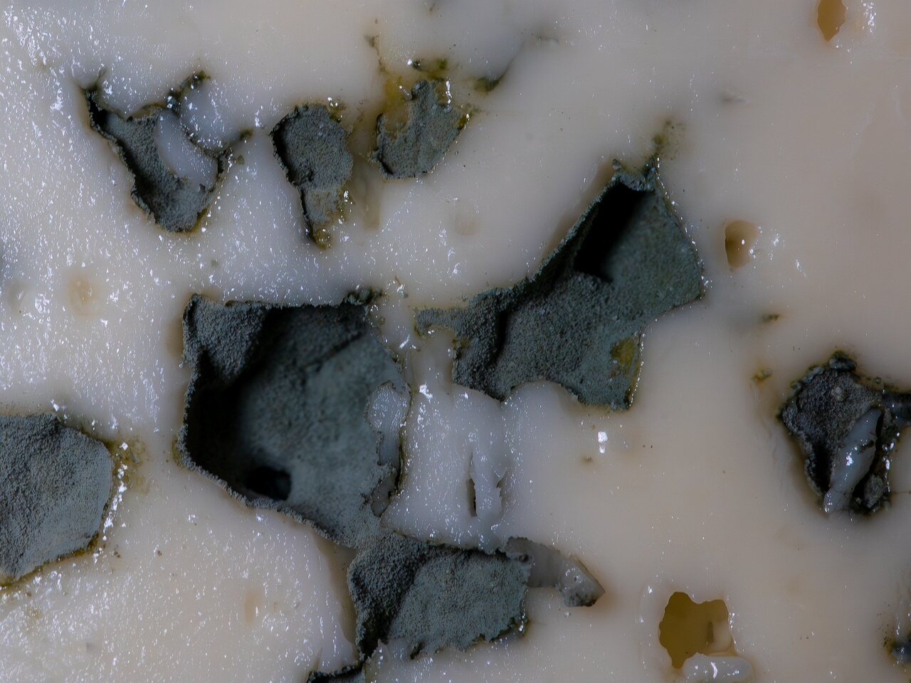 Penicillium roqueforti _2026-08-16_1-3