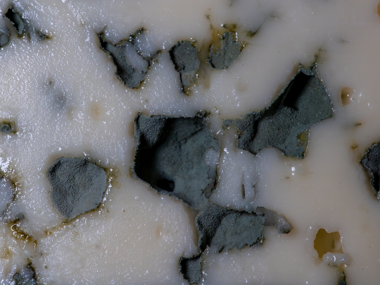 Penicillium roqueforti _2026-08-16_1-4