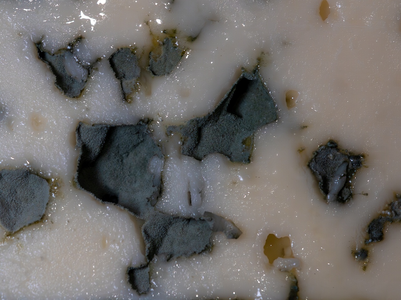 Penicillium roqueforti _2026-08-16_1-7