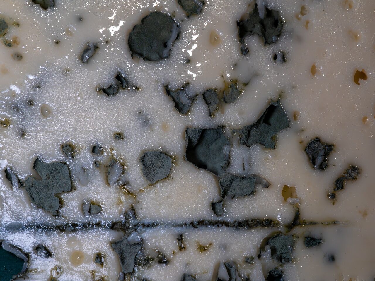 Penicillium roqueforti _2026-08-16_1-8