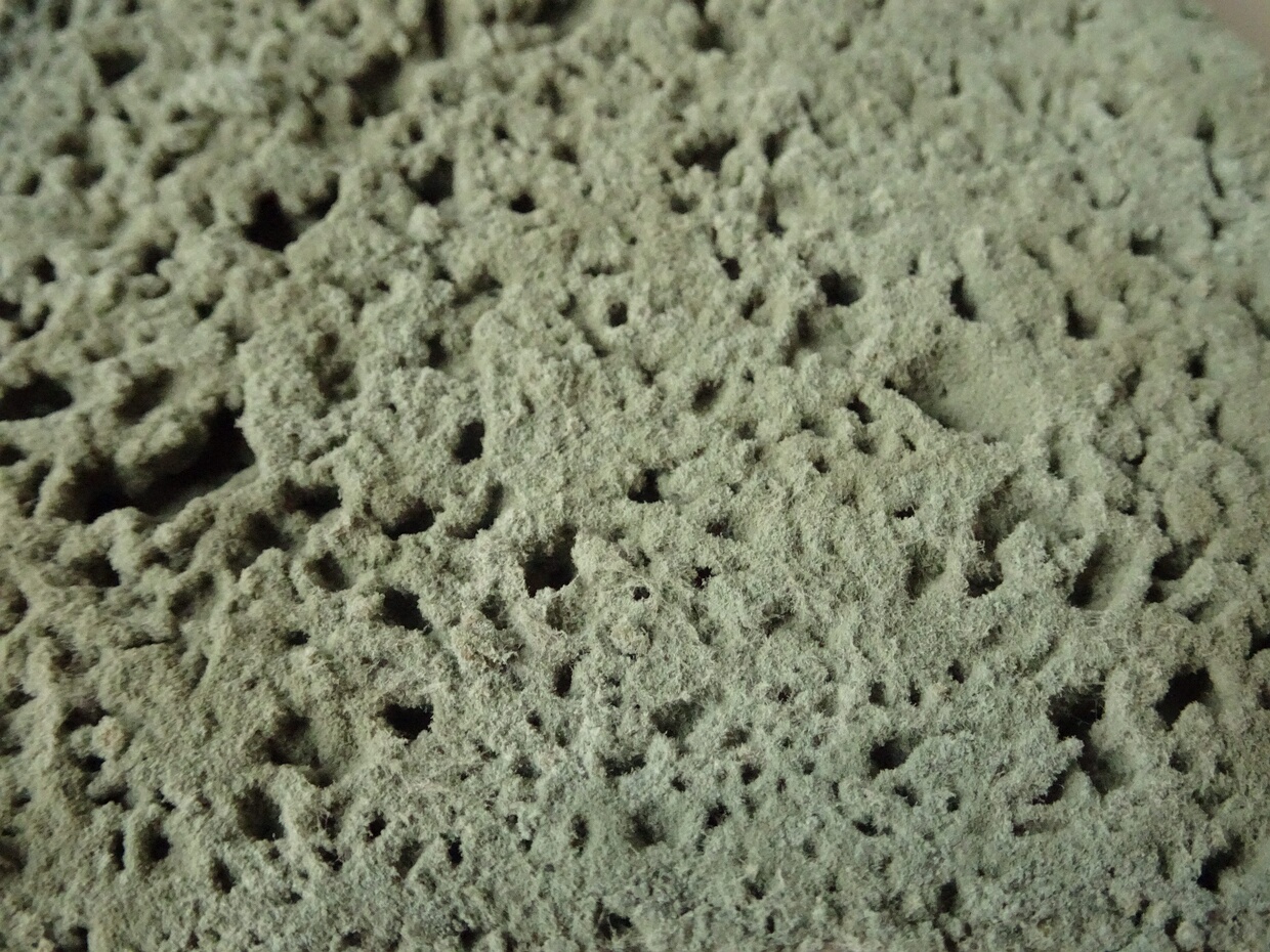 Пеницилл - Penicillium spp