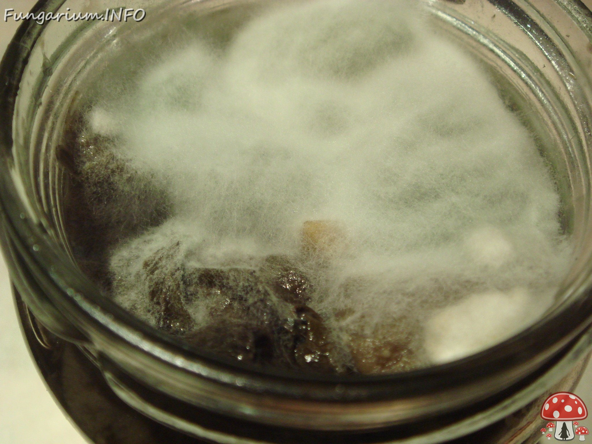 fungi-0002477 