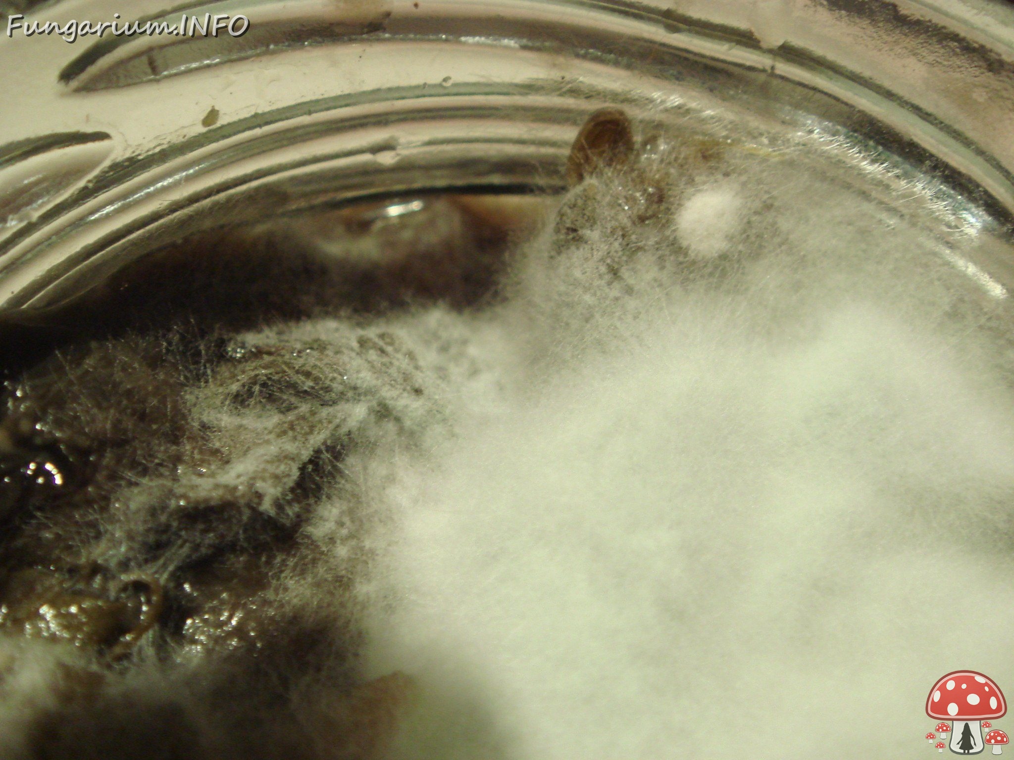 fungi-0002480 