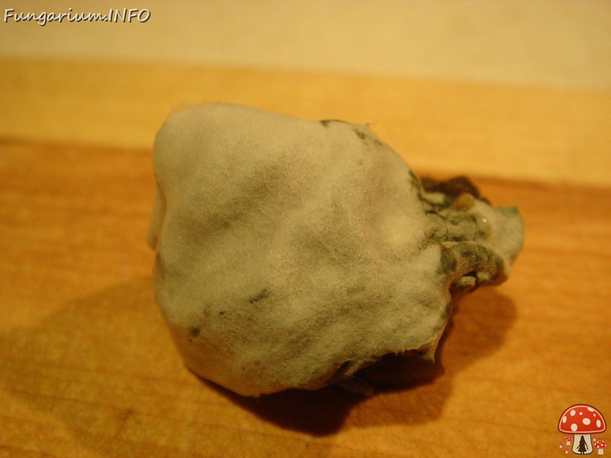fungi-0002482 