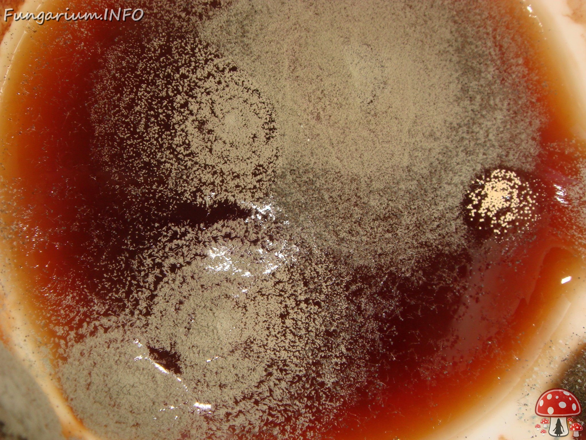 fungi-0003049 
