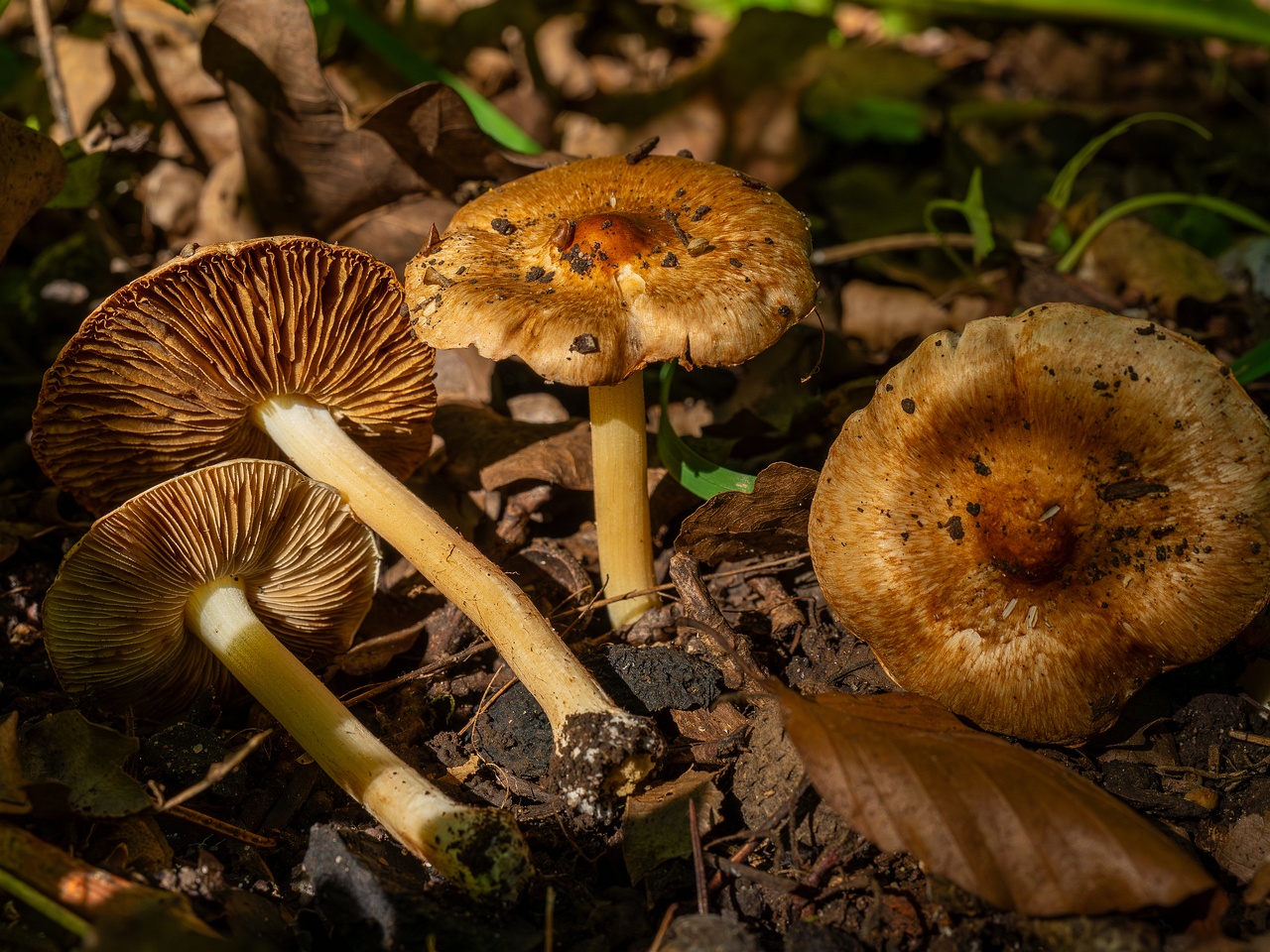 Inocybe fraudans _2025-07-19_1-12
