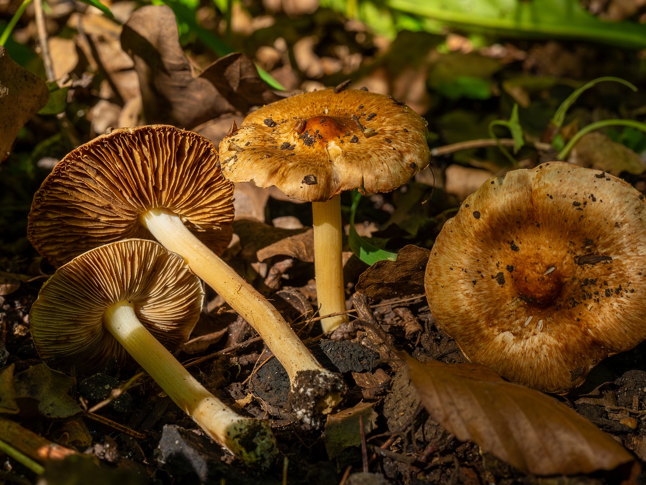 Inocybe fraudans _2025-07-19_1-13