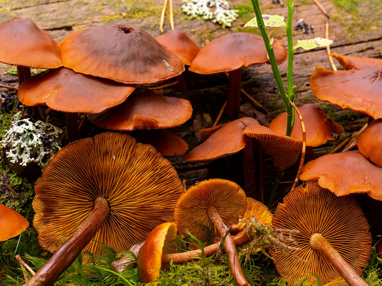 Gymnopilus picreus _2025-09-21_1-2