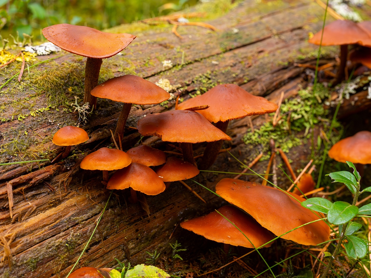 Gymnopilus picreus _2025-09-21_1-4