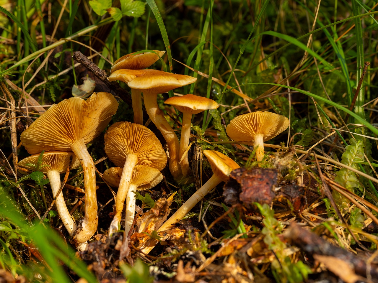 Gymnopilus penetrans _2025-09-06_1-10