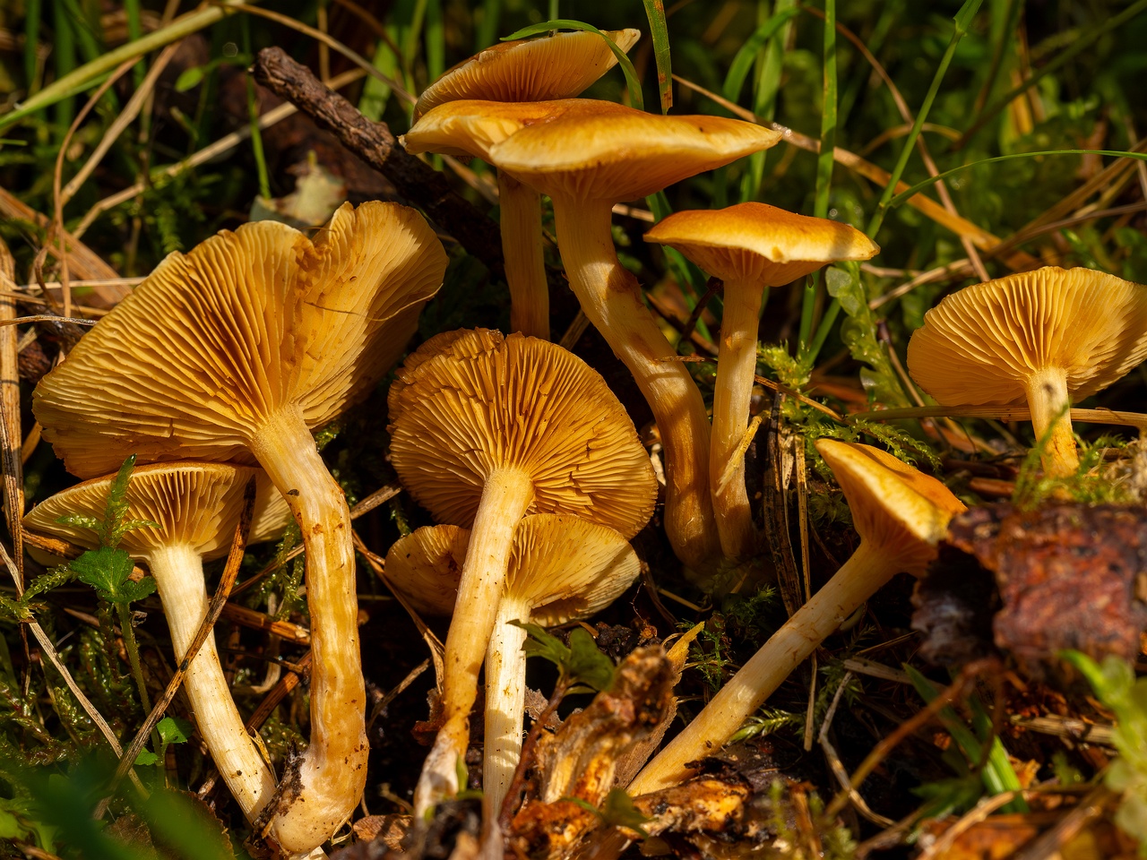 Gymnopilus penetrans _2025-09-06_1-11