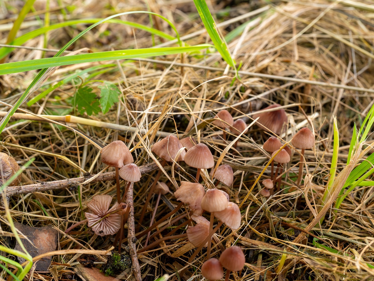 Mycena sanguinolenta _2025-07-15_1-1