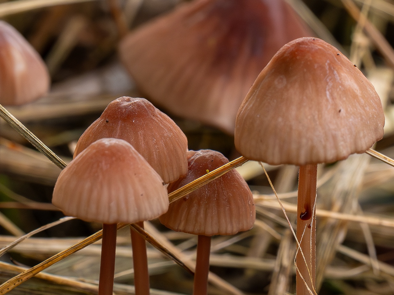 Mycena sanguinolenta _2025-07-15_1-10