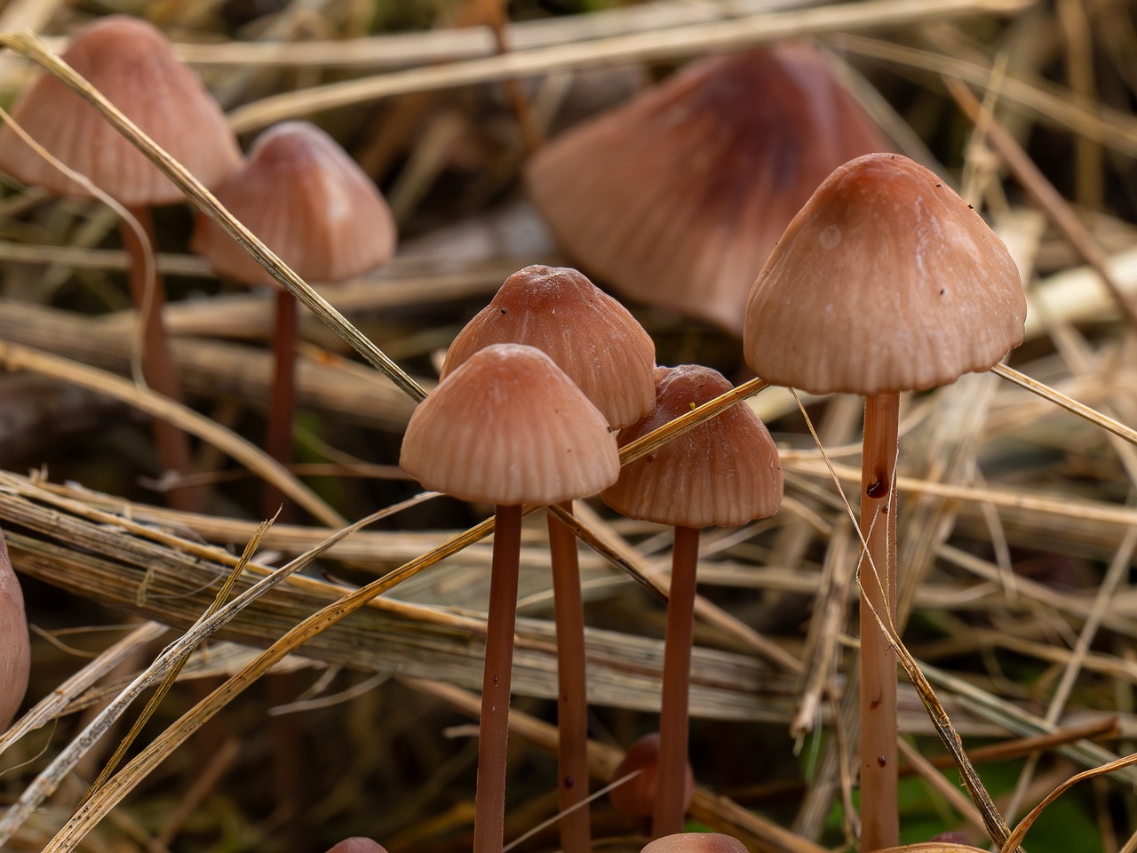 Mycena sanguinolenta _2025-07-15_1-11