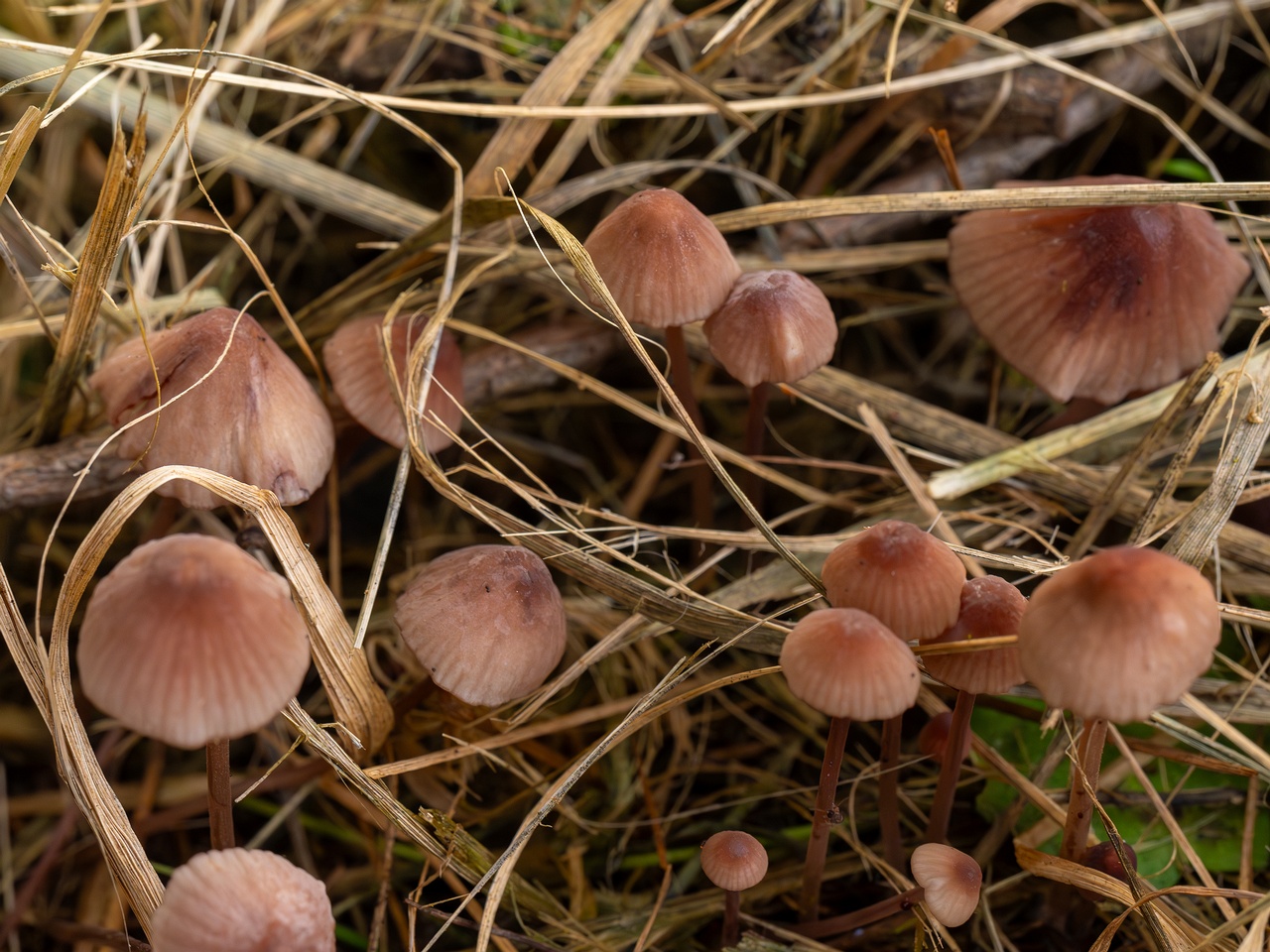 Mycena sanguinolenta _2025-07-15_1-12