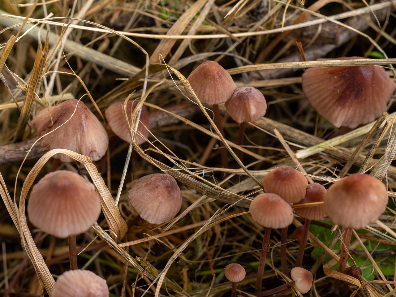 Mycena sanguinolenta _2025-07-15_1-13