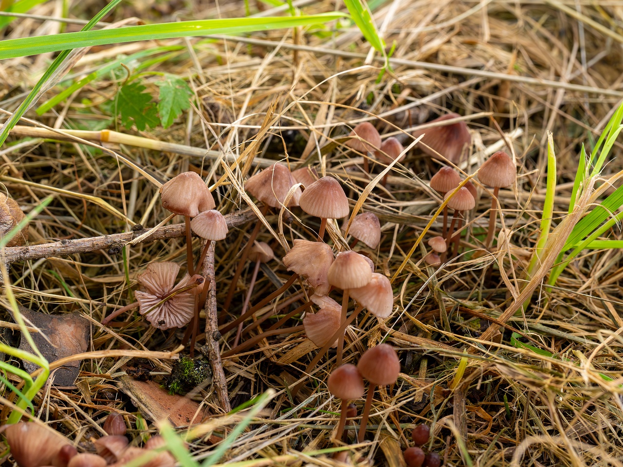 Mycena sanguinolenta _2025-07-15_1-2