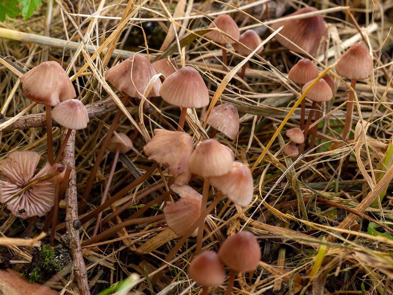 Mycena sanguinolenta _2025-07-15_1-3