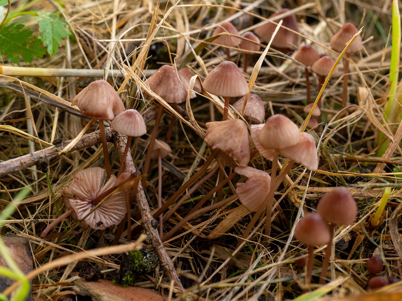 Mycena sanguinolenta _2025-07-15_1-4