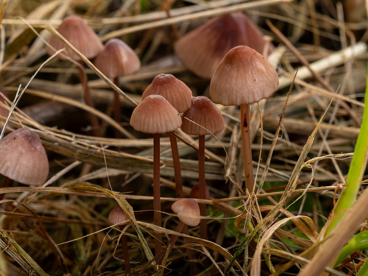 Mycena sanguinolenta _2025-07-15_1-5