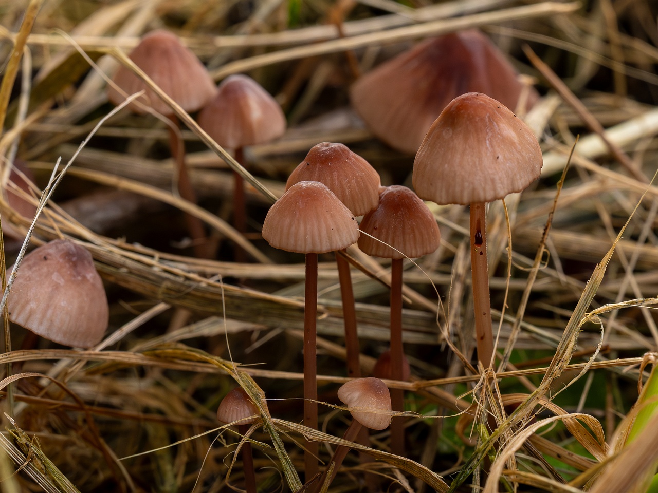 Mycena sanguinolenta _2025-07-15_1-7