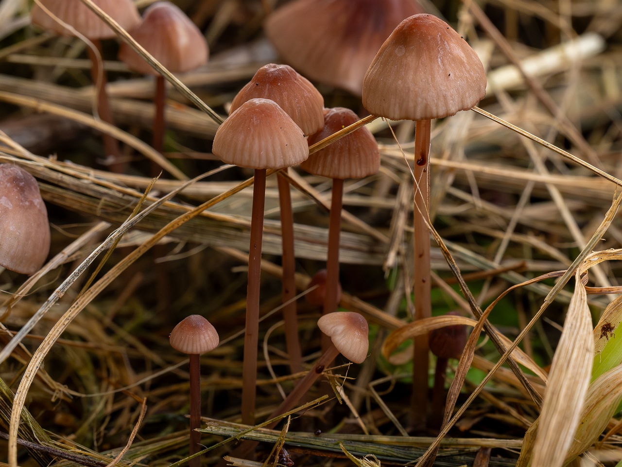 Mycena sanguinolenta _2025-07-15_1-8