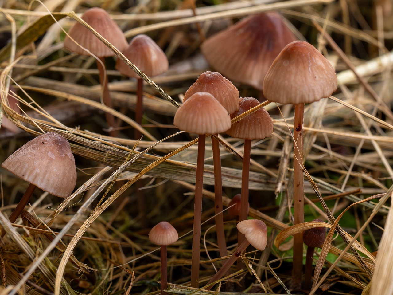 Mycena sanguinolenta _2025-07-15_1-9