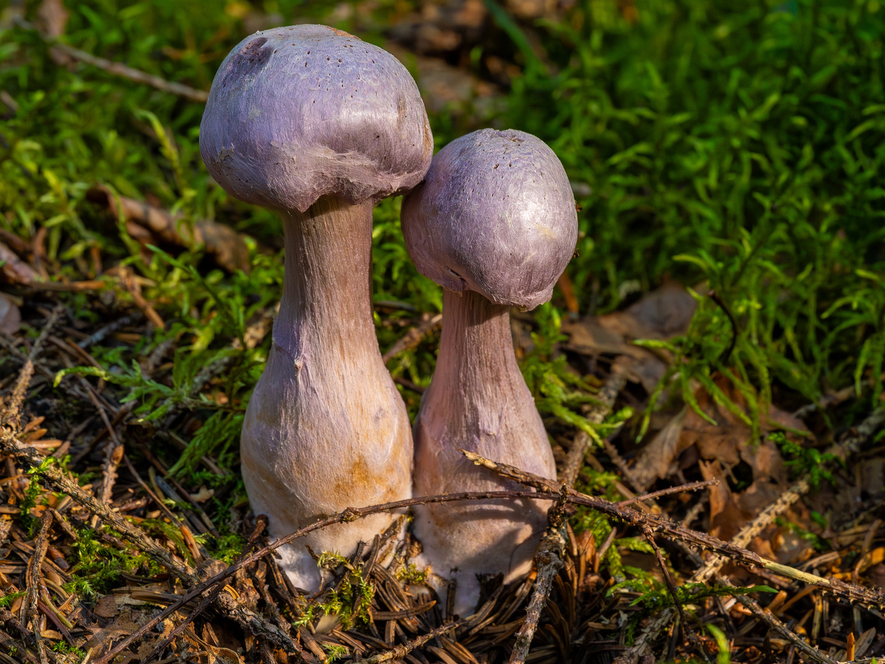 сortinarius-traganus_1-1