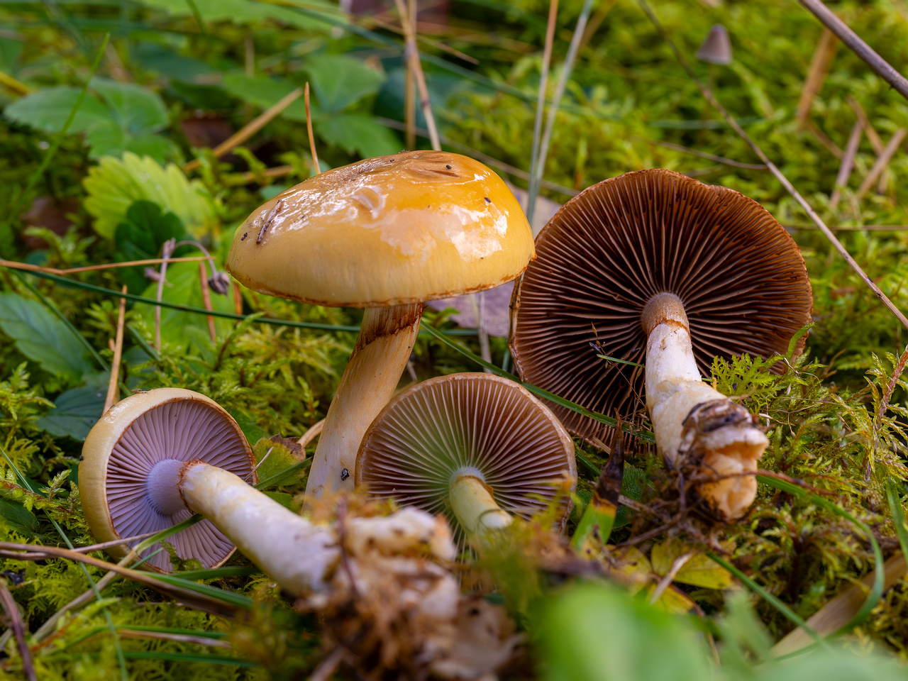 cortinarius-delibutus_2024-10-12_1-12