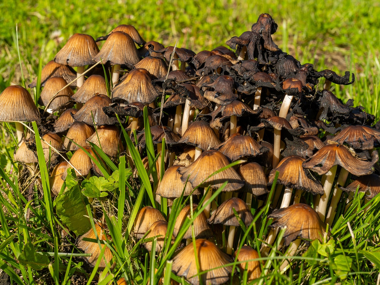 !Coprinellus micaceus _2025-06-21_1-25
