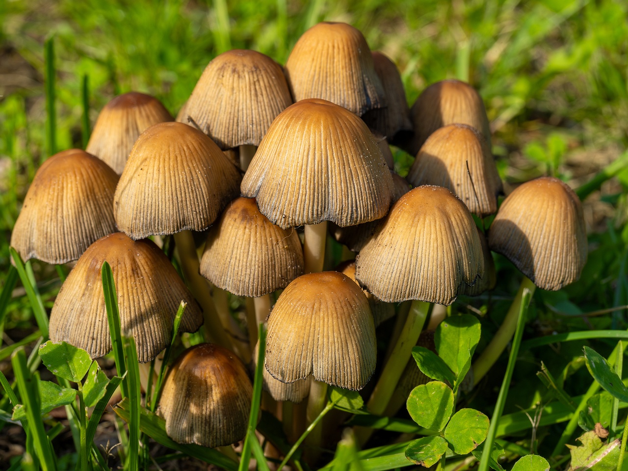 Coprinellus micaceus _2025-06-21_1-1