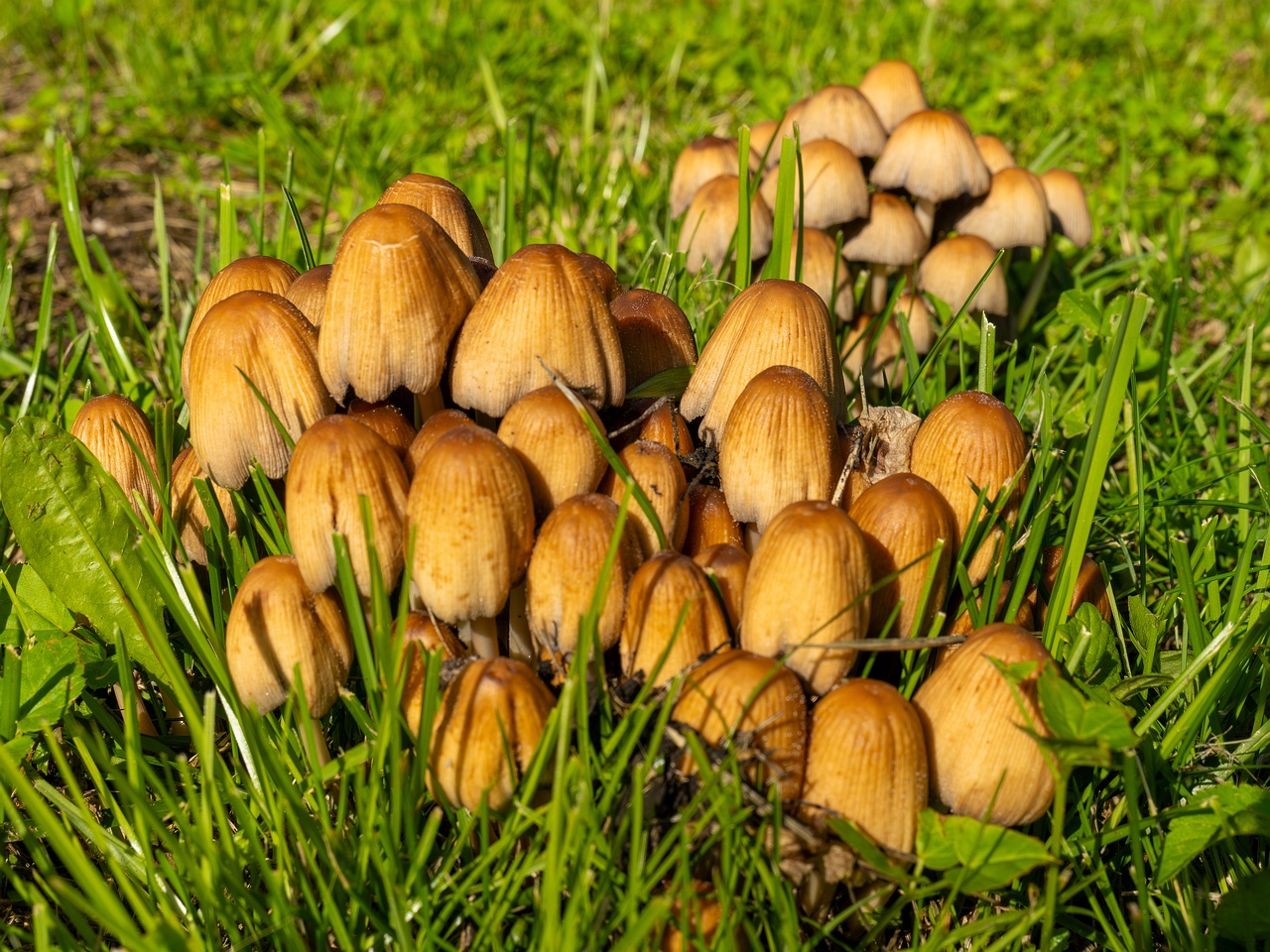 Coprinellus micaceus _2025-06-21_1-10