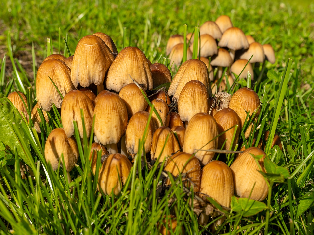 Coprinellus micaceus _2025-06-21_1-11