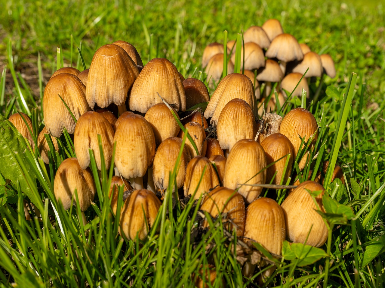 Coprinellus micaceus _2025-06-21_1-12