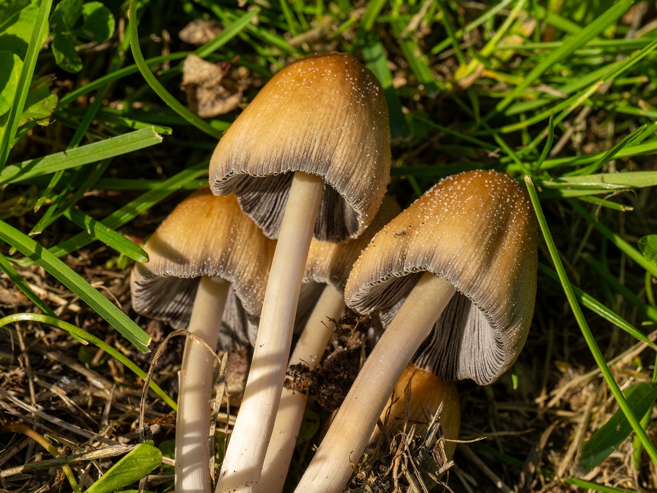 Coprinellus micaceus _2025-06-21_1-16