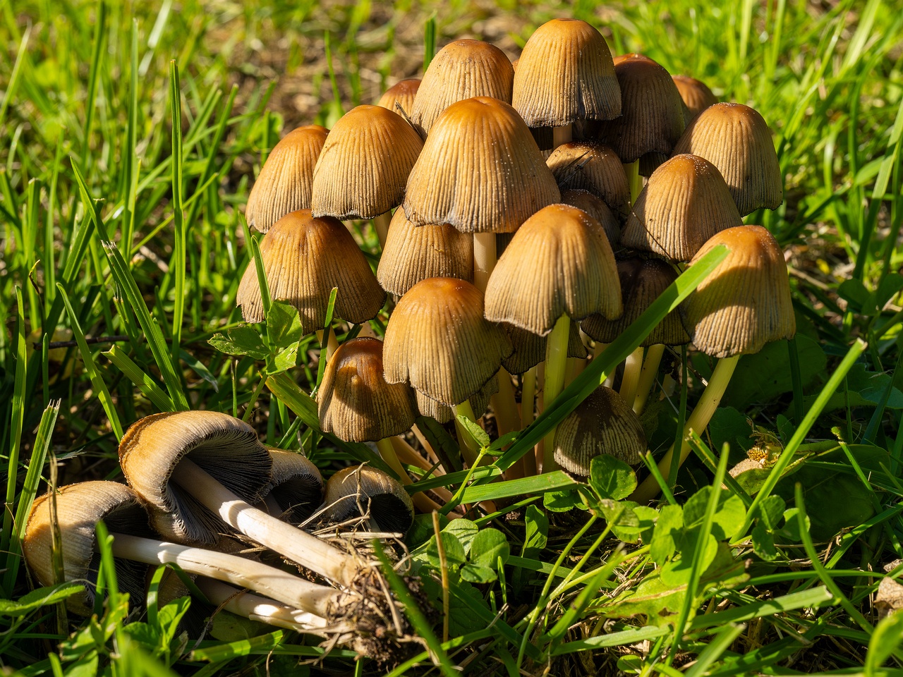 Coprinellus micaceus _2025-06-21_1-17