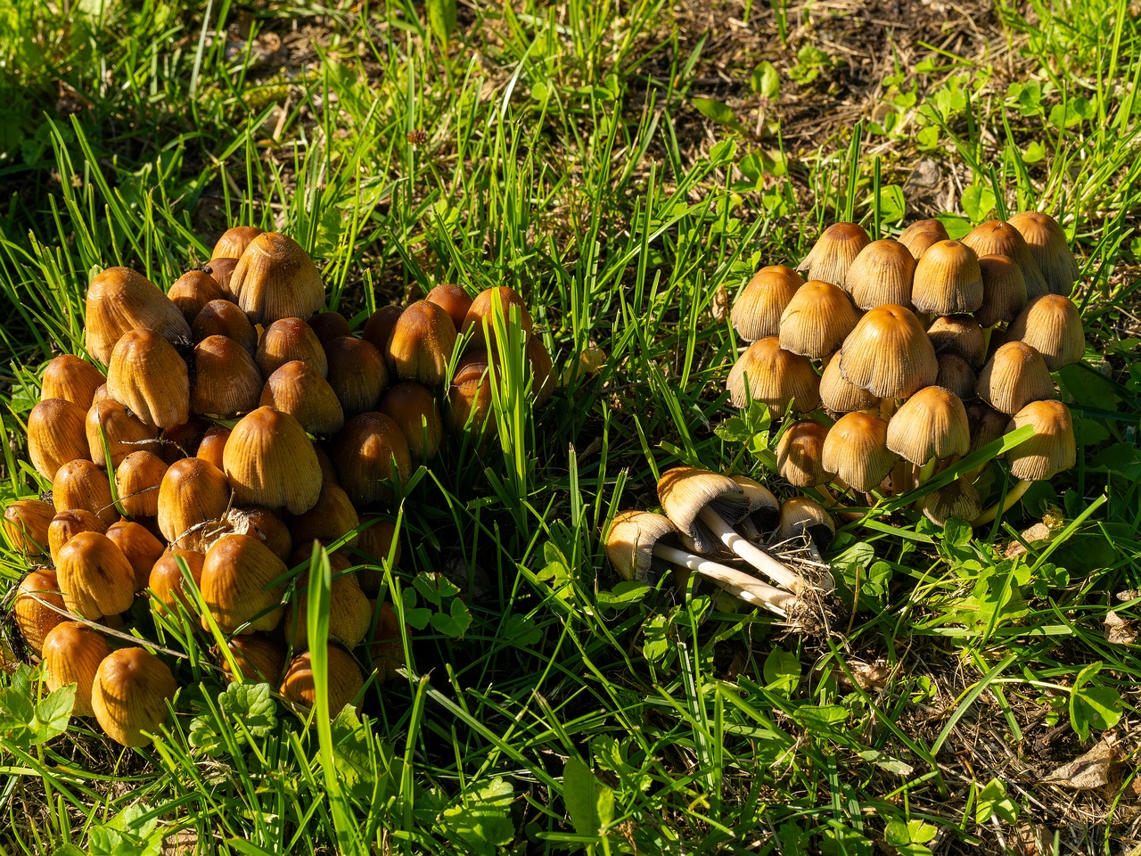 Coprinellus micaceus _2025-06-21_1-19