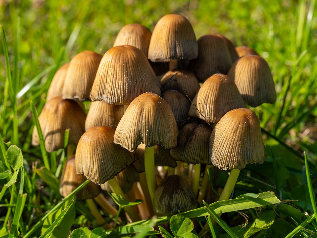 Coprinellus micaceus _2025-06-21_1-3