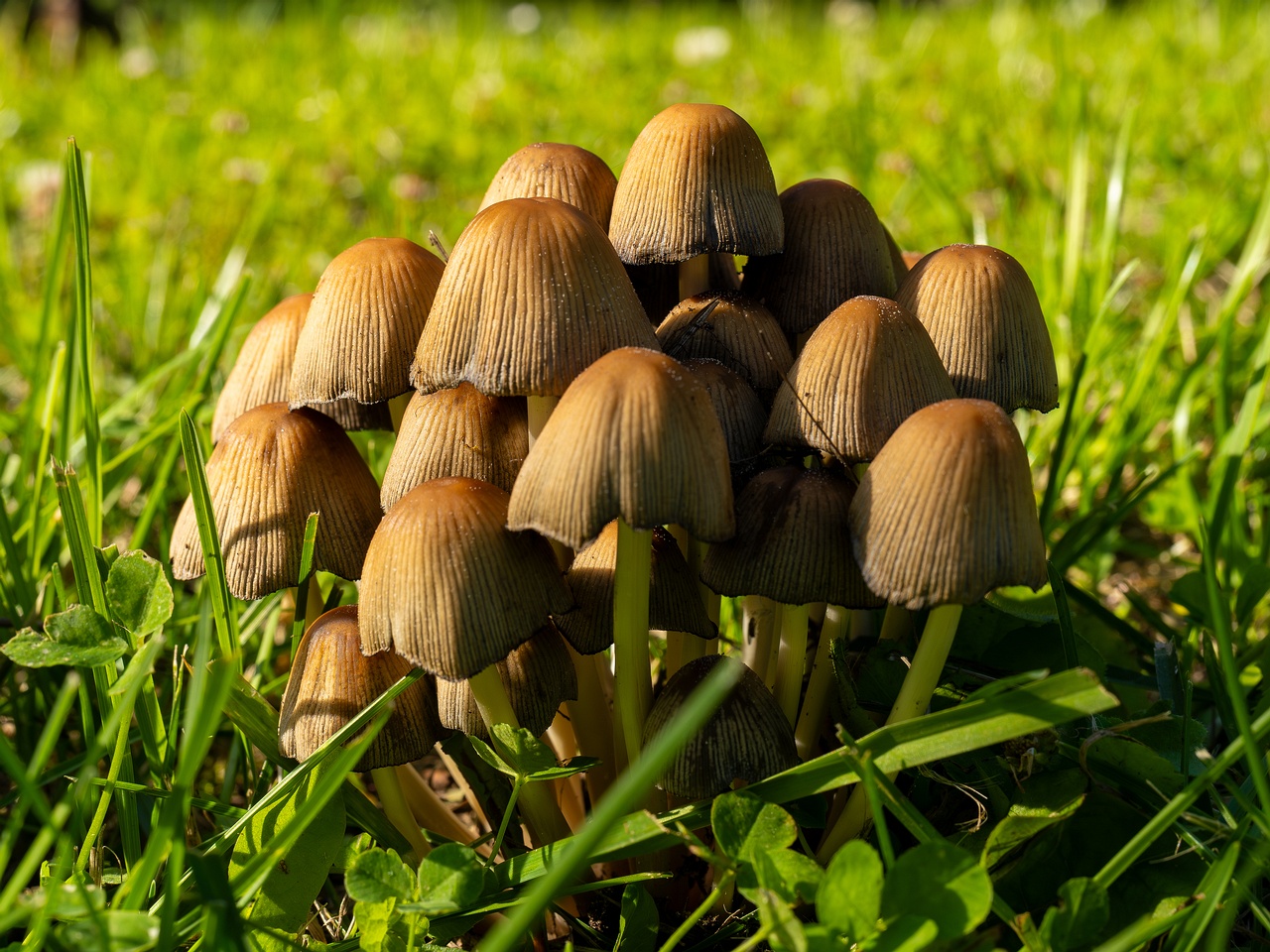 Coprinellus micaceus _2025-06-21_1-5