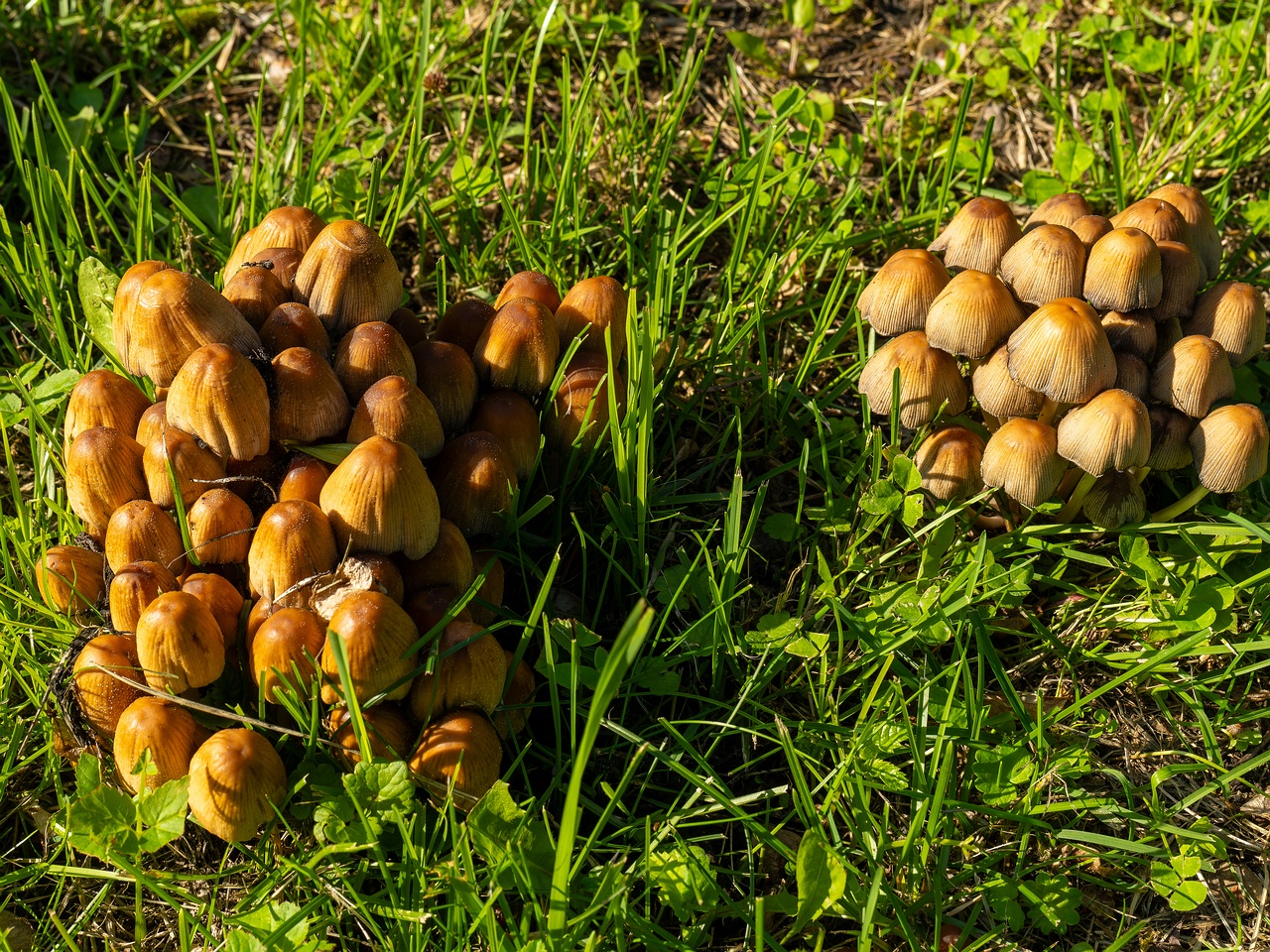 Coprinellus micaceus _2025-06-21_1-7