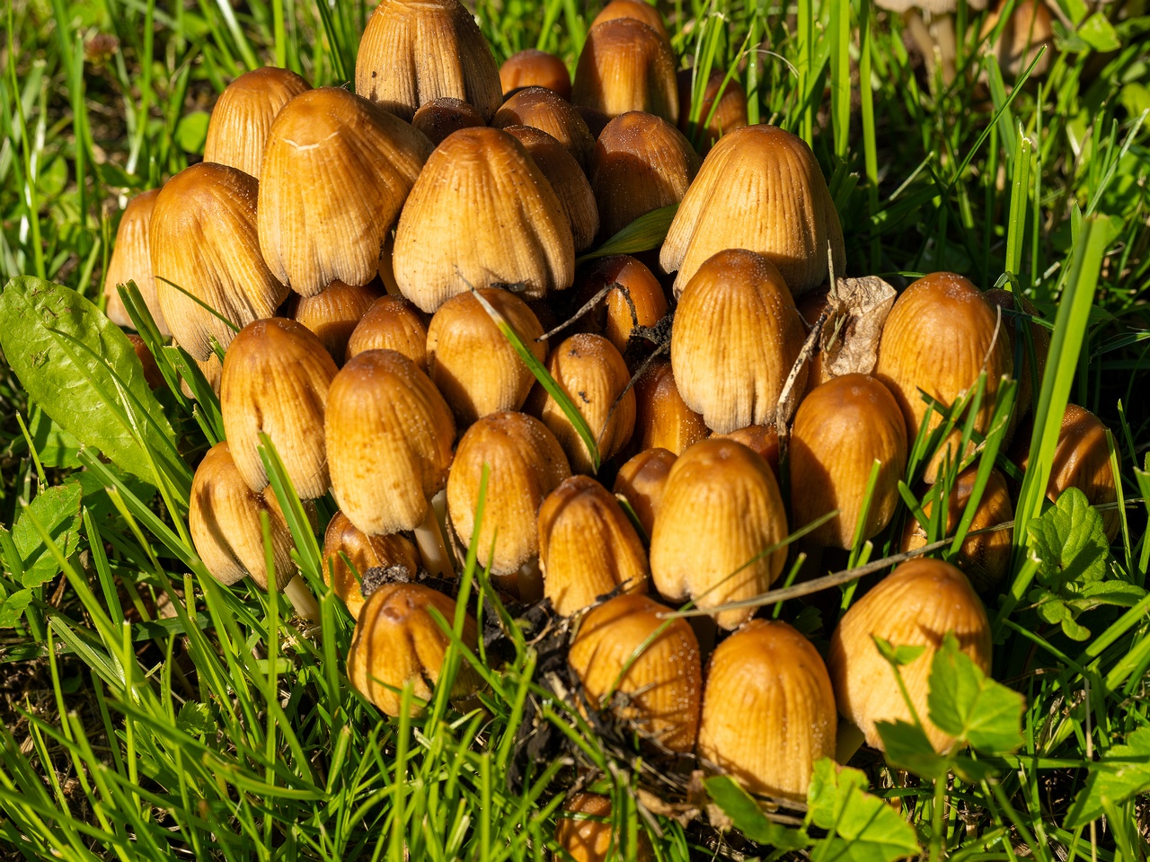 Coprinellus micaceus _2025-06-21_1-8